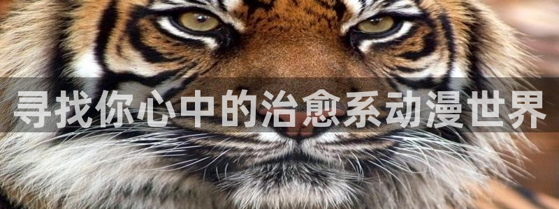 天堂动漫网站入口在哪里看：寻找你心中的治愈系动漫世界